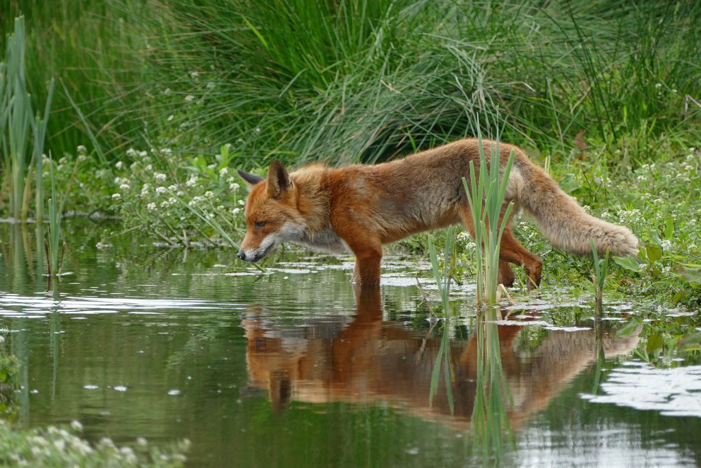 Fox staring at his reflection in water